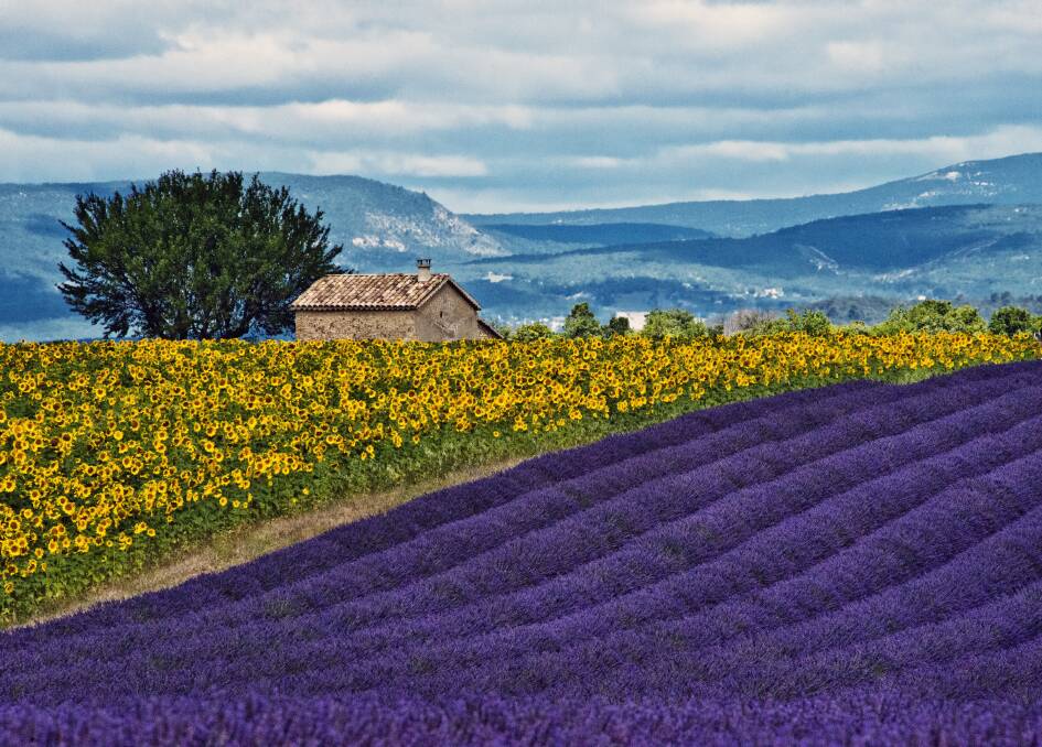 Fields of Provence. Picture: Getty Images Fields of Provence. Picture: Getty Images