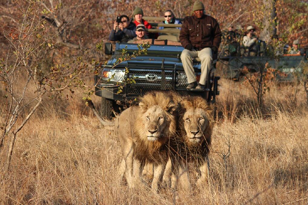 On safari. On safari.