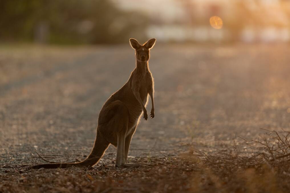 A curious kangaroo.