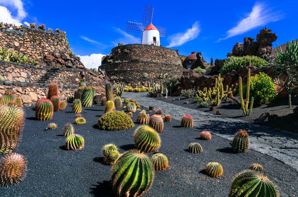 The Cactus Garden. The Cactus Garden.