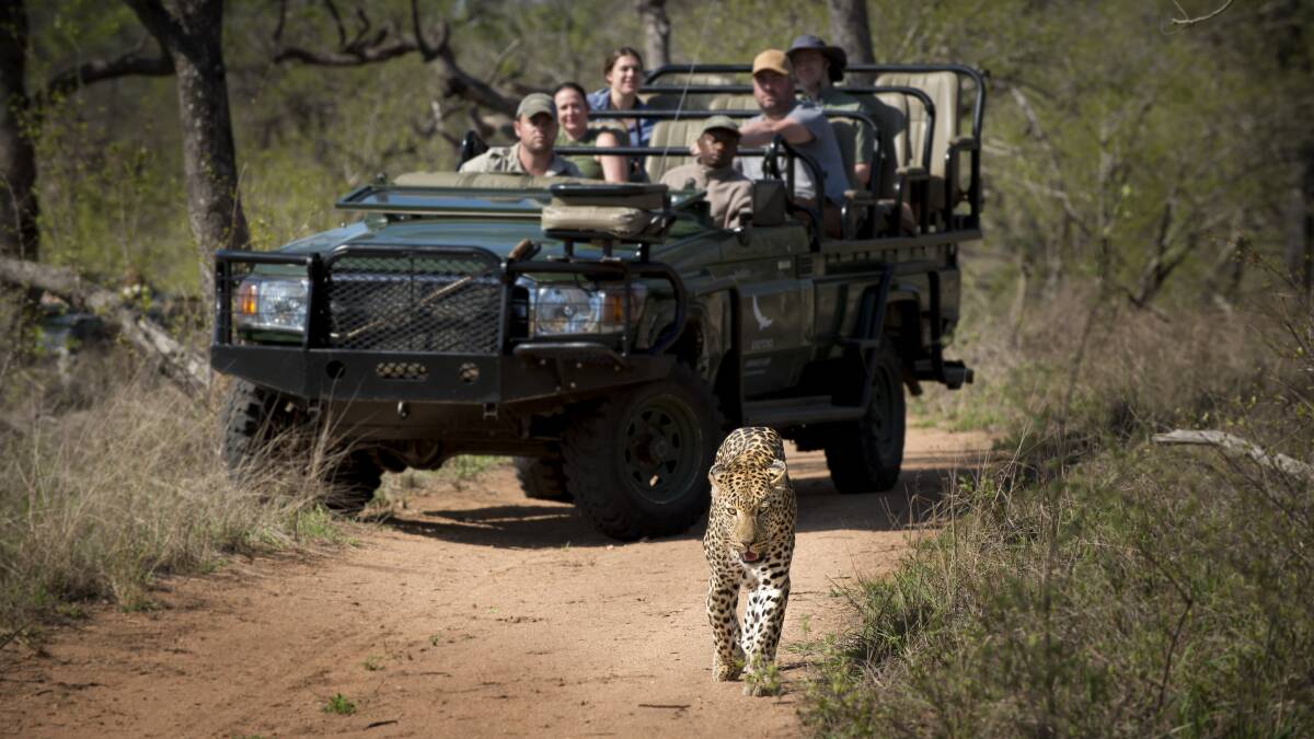 Spotting a leopard.