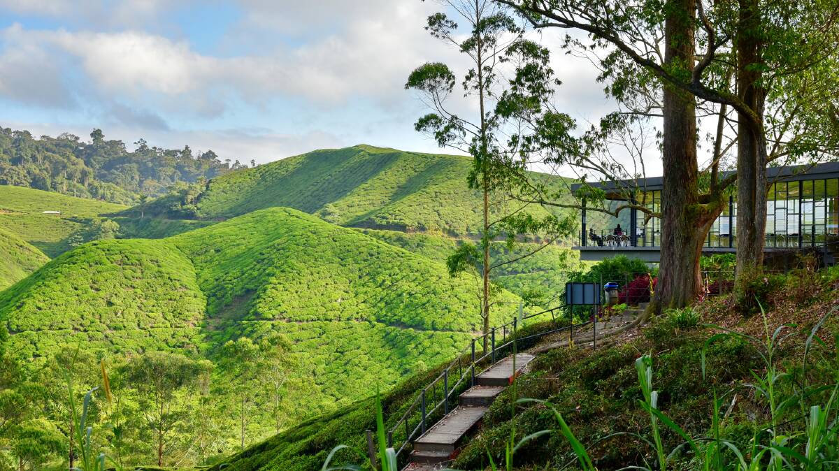 Boh tea plantation. Picture: Getty Images Boh tea plantation. Picture: Getty Images