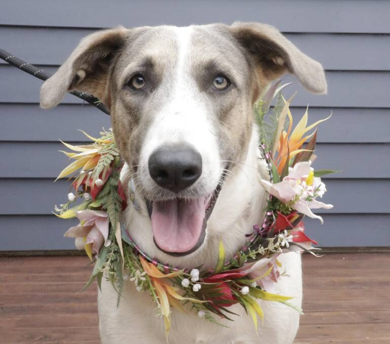 Archie the rescue dog.