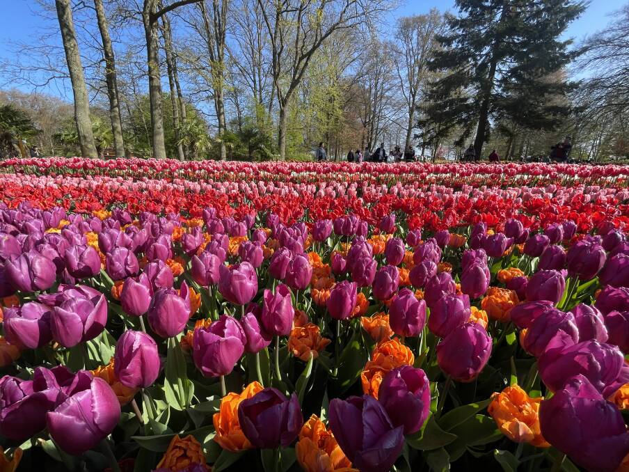 Tulips at Keukenhof Gardens. Picture by Sarah Maguire