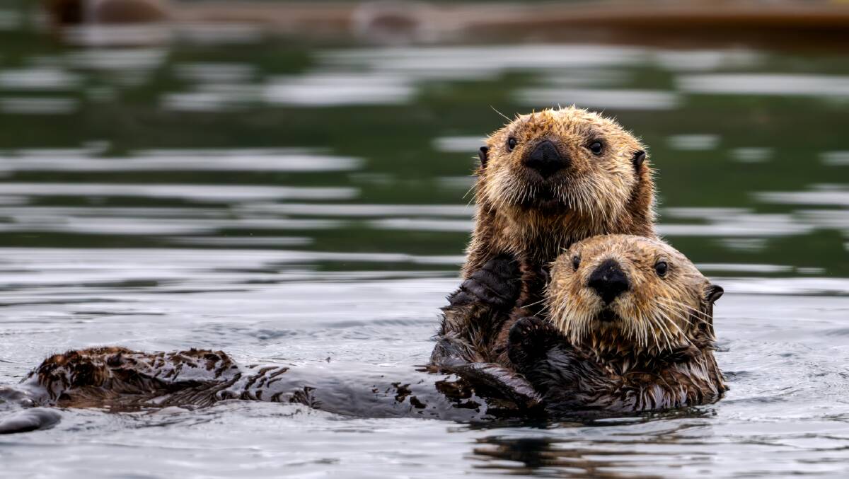 Port Hardy otters. Picture by Getty Images Port Hardy otters. Picture by Getty Images