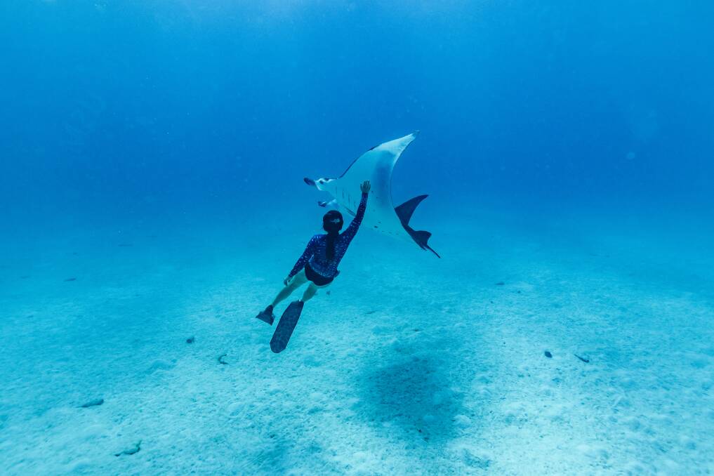 Snorkelling with manta rays. Snorkelling with manta rays.