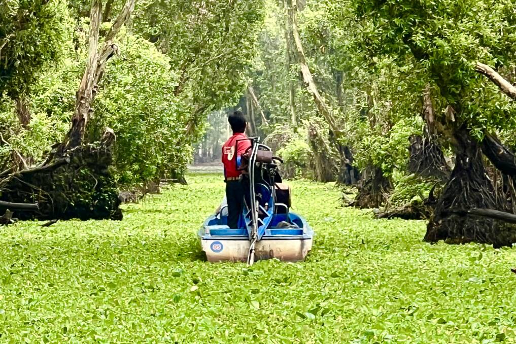 Cruising through a carpet of water hyacinths at the Tra Su Bird Sanctuary.