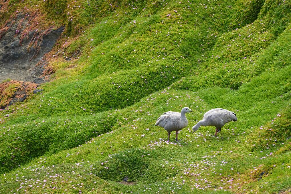 Cape Barren geese at Nobbies. 