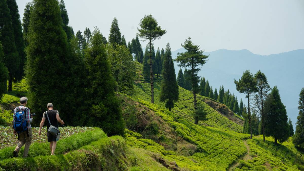 Lush dramatic landscape.