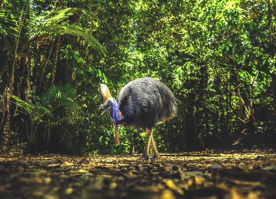 A blue-headed Southern cassowary in Daintree Rainforest. Picture: TEQ