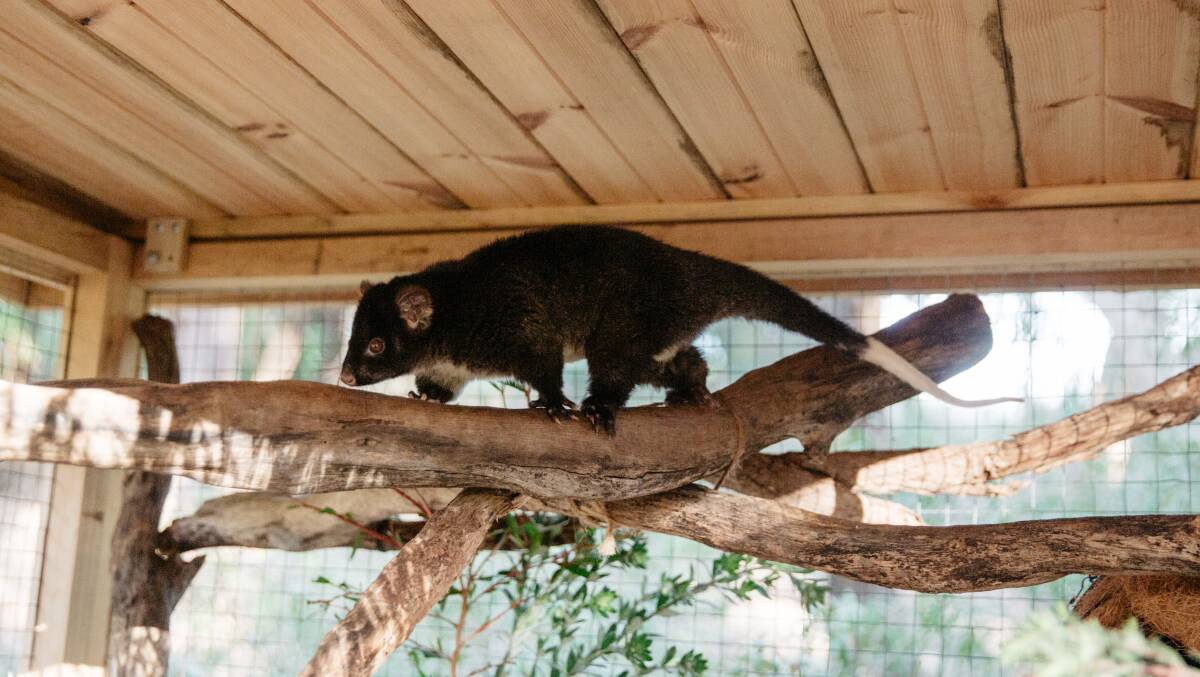 Ringtail possum at Passel Estate. Ringtail possum at Passel Estate.