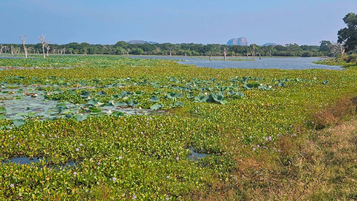Elephant Rock, Yala National Park. Elephant Rock, Yala National Park.