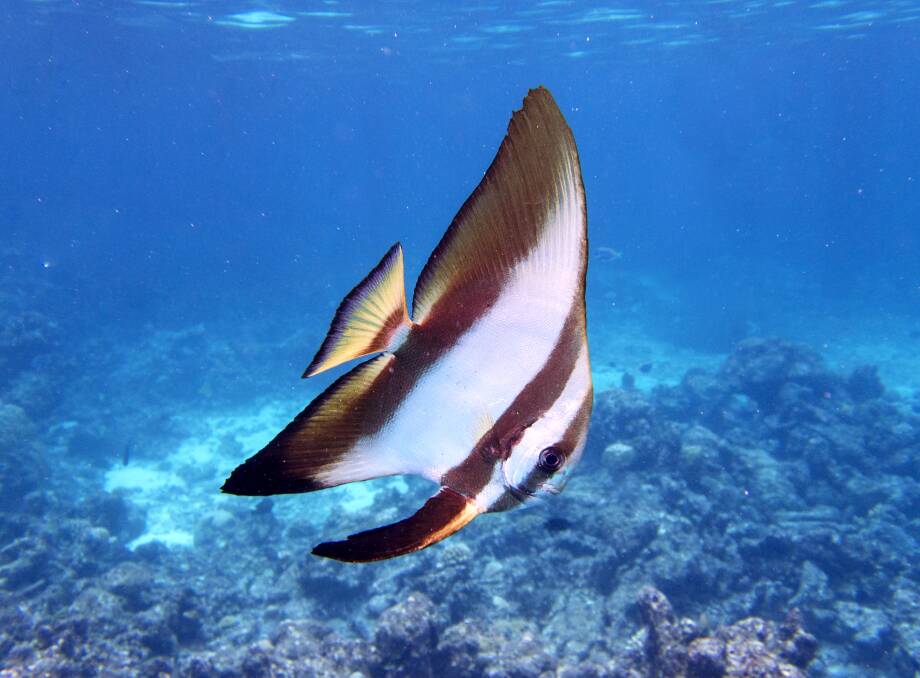 Snorkelling's rewards. Picture: Lynn Gail