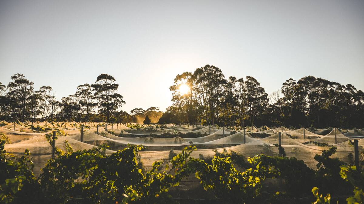 Voyager Estate vineyard. Voyager Estate vineyard.