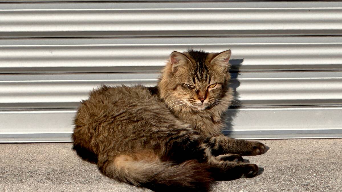 A prawn-farm cat. Picture: Laura Waters
