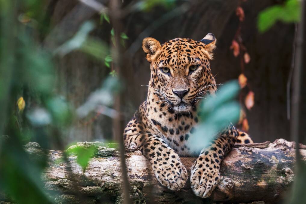 A leopard in Sri Lanka. Picture: Getty Images A leopard in Sri Lanka. Picture: Getty Images
