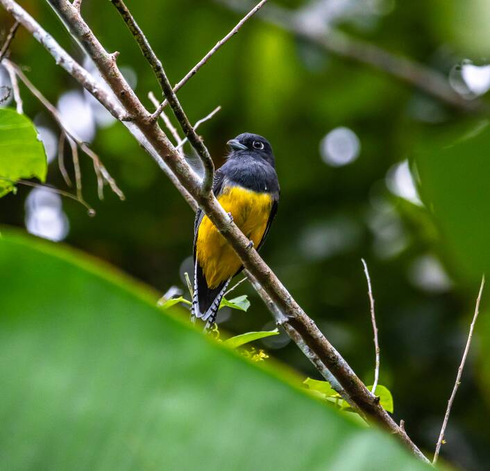 A gartered trogon bird. Picture: Marck Gutt