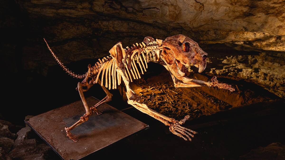 A reconstruction of an extinct marsupial. Picture by SATC