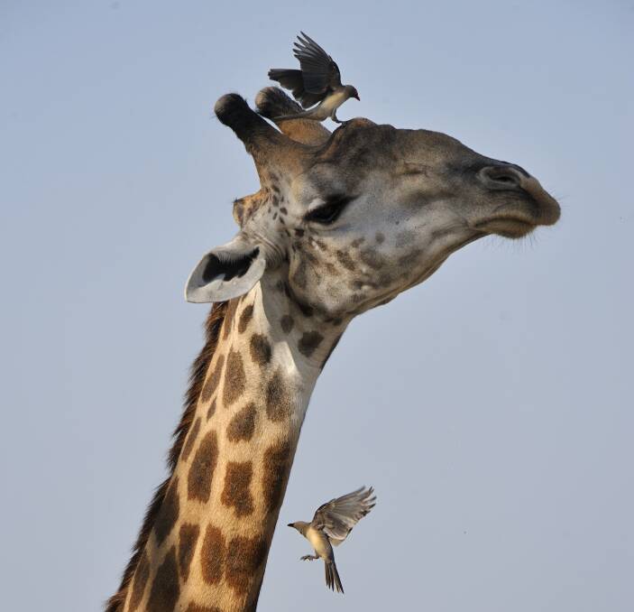 Wildlife in Zambia. Picture: Getty Images Wildlife in Zambia. Picture: Getty Images