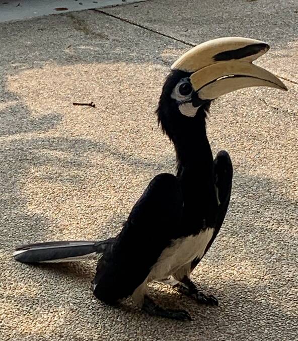 An oriental pied hornbill at Pangkor Laut Resort. An oriental pied hornbill at Pangkor Laut Resort.