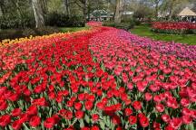 This is the best way to see the world's most spectacular tulip show in Netherlands