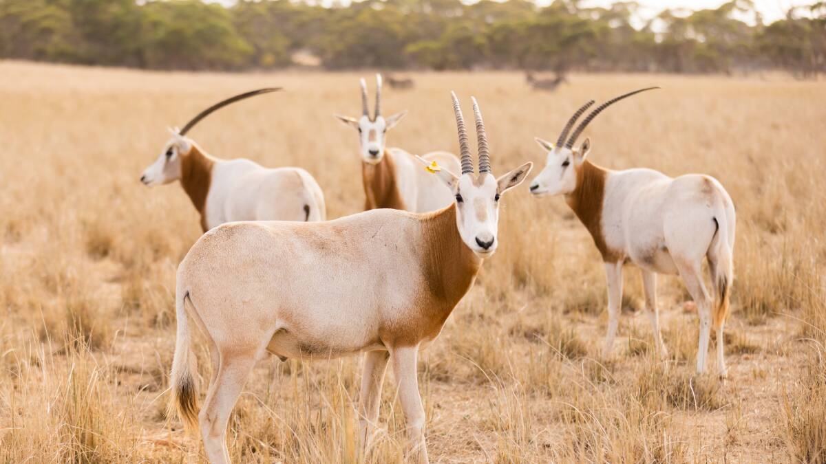 Scimitar-horned oryx. Scimitar-horned oryx.