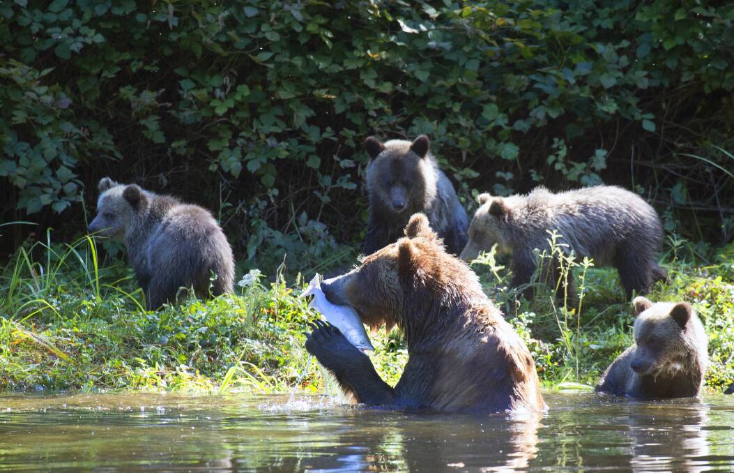 Grizzly bears of Vancouver Island. Picture by Getty Images