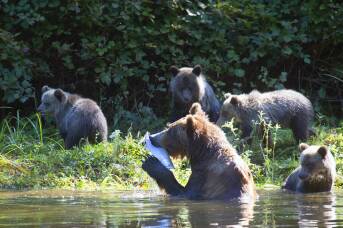 A date with nine grizzly bears: the Canadian wildlife encounter I'll never forget