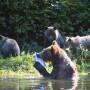 A date with nine grizzly bears: the Canadian wildlife encounter I'll never forget