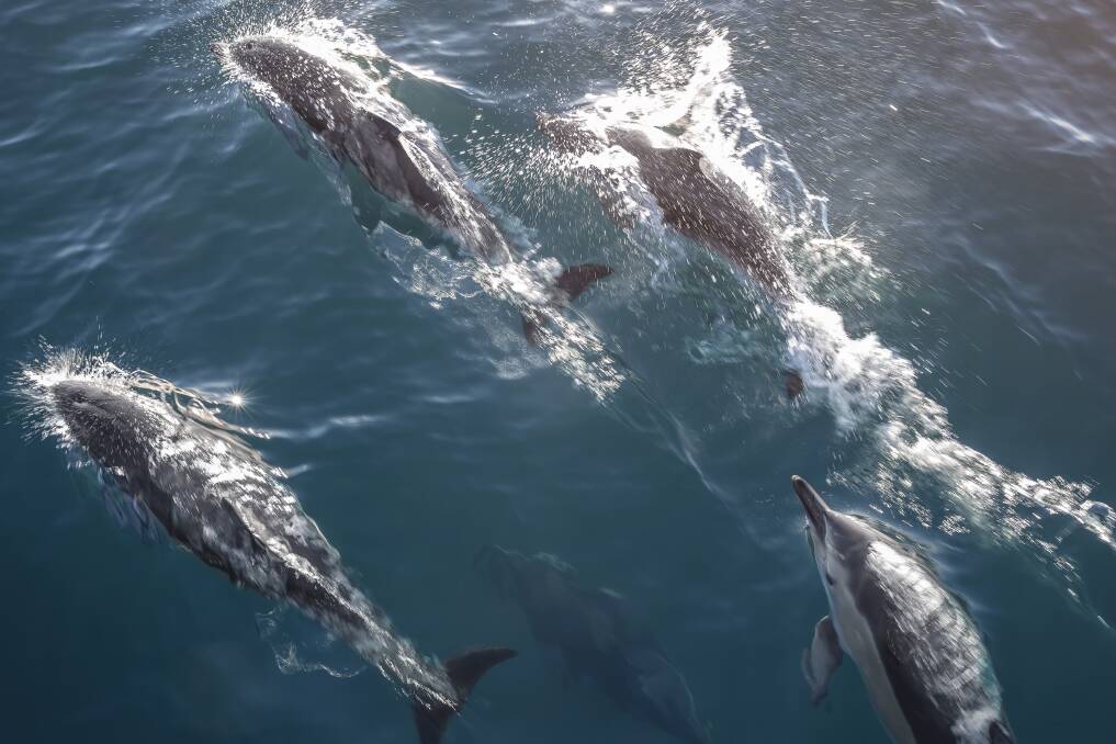 Dolphin spotting in Kaikoura. Picture: Supplied Dolphin spotting in Kaikoura. Picture: Supplied