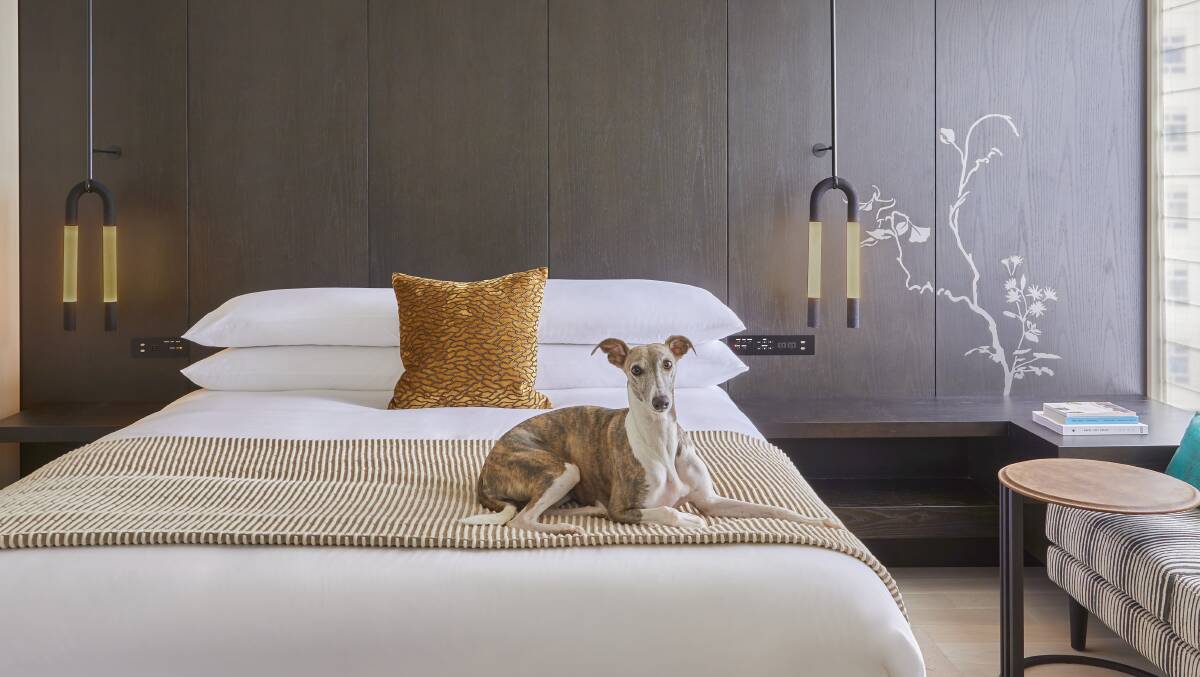  The hotel is pet-friendly.