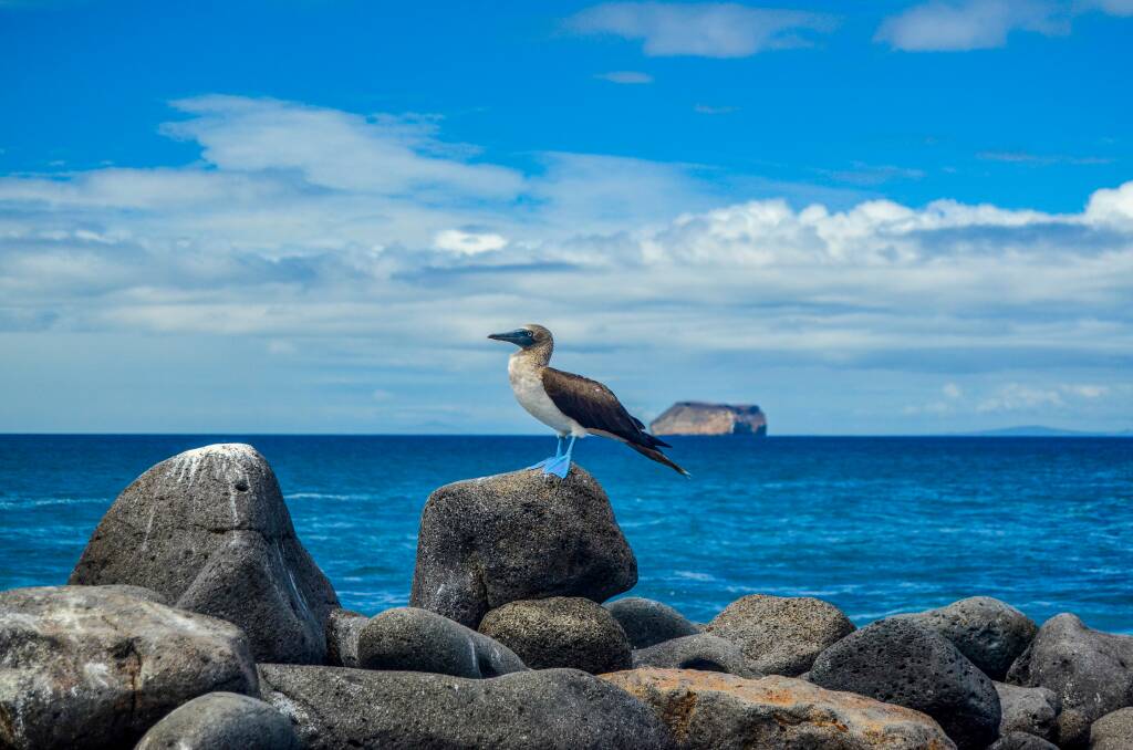 A blue-footed booby in the Galapagos. A blue-footed booby in the Galapagos.