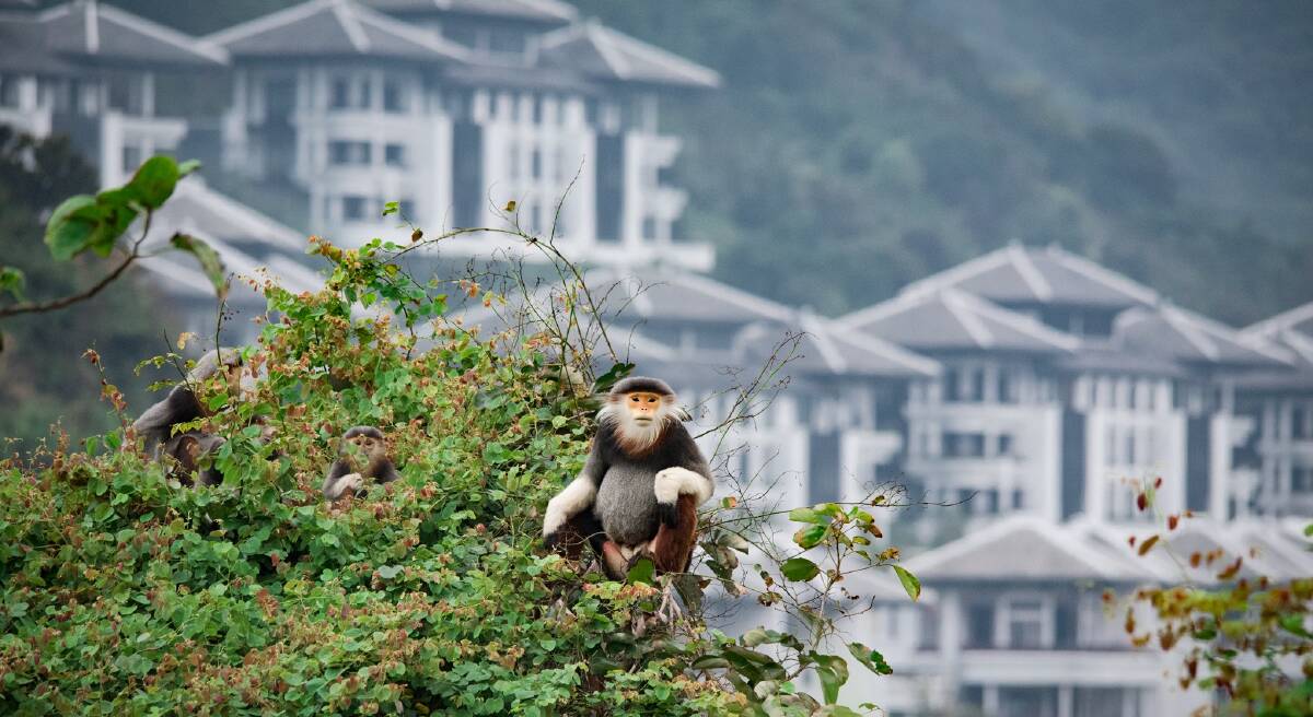 Douc langur monkeys at Intercontinental Danang. Douc langur monkeys at Intercontinental Danang.