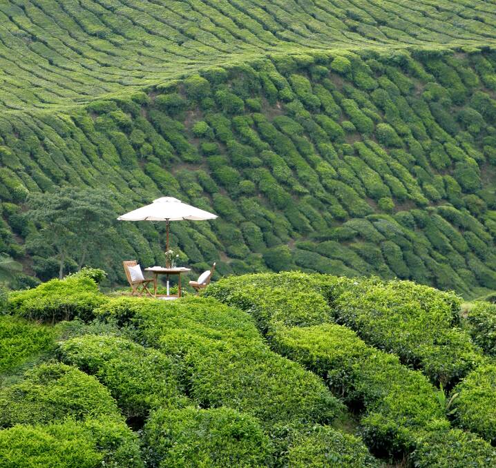 Signature picnic experience at Cameron Highlands Resort. Picture: supplied Signature picnic experience at Cameron Highlands Resort. Picture: supplied