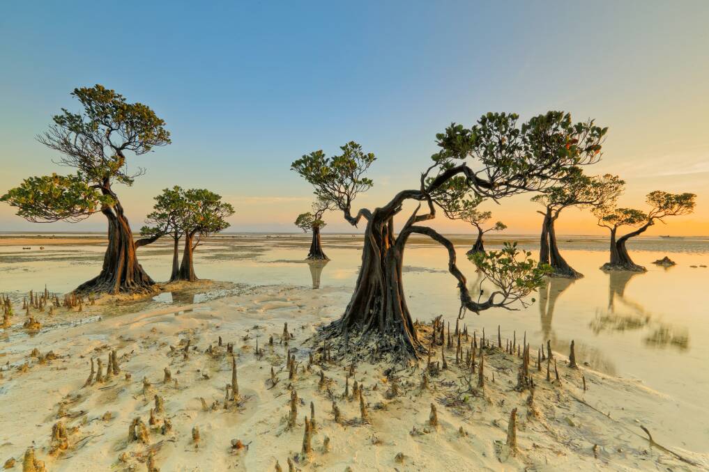 Mangrove forest. 