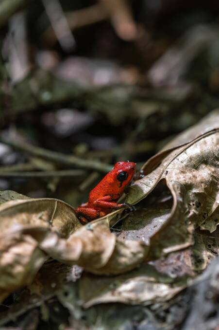 A dart frog. Picture: Marck Gutt