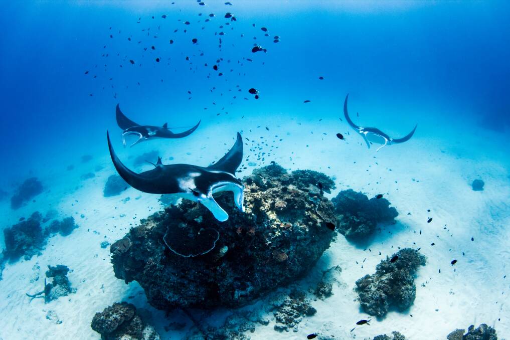 A manta ray cleaning party off Lady Elliot Island. Picture: Jeremy Somerville A manta ray cleaning party off Lady Elliot Island. Picture: Jeremy Somerville