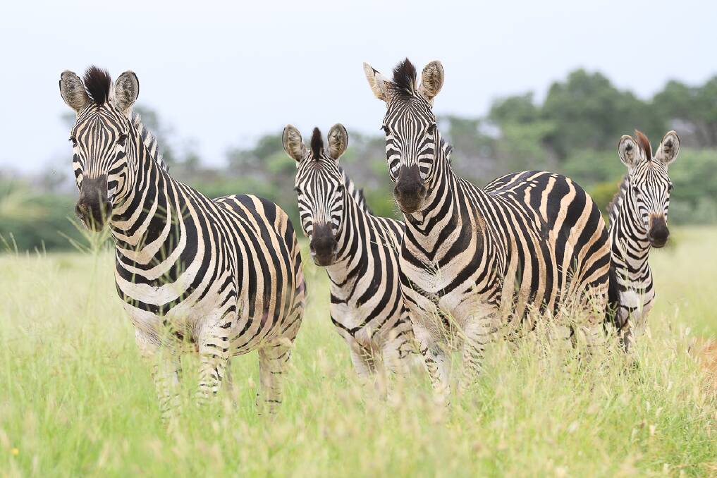 A dazzle of zebras. A dazzle of zebras.