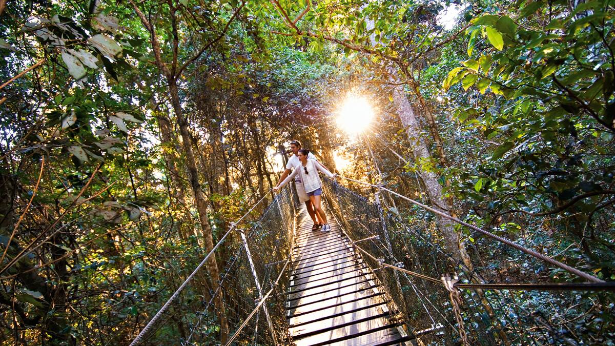 The treetop walk at O'Reilly's. Picture: Destination Gold Coast The treetop walk at O'Reilly's. Picture: Destination Gold Coast