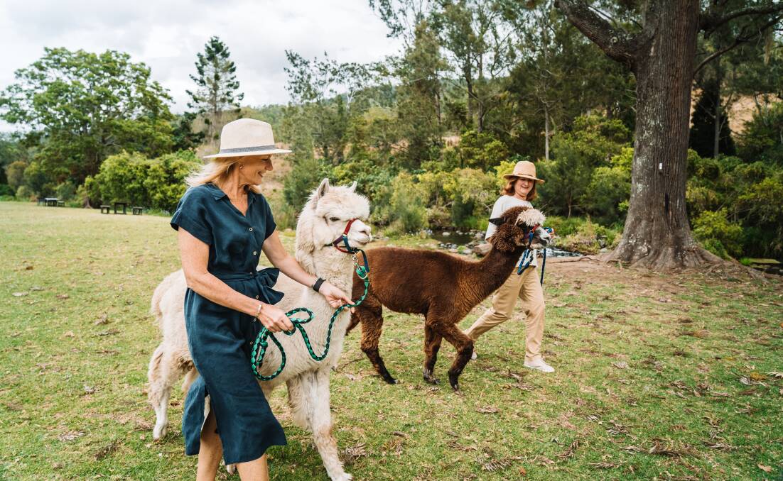 Mountview Alpaca Farm. Mountview Alpaca Farm.
