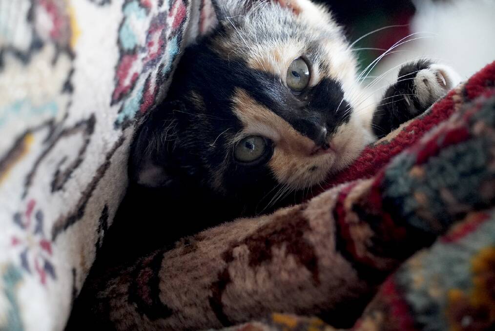 A carpet shop resident. Picture by John Paul Moloney A carpet shop resident. Picture by John Paul Moloney