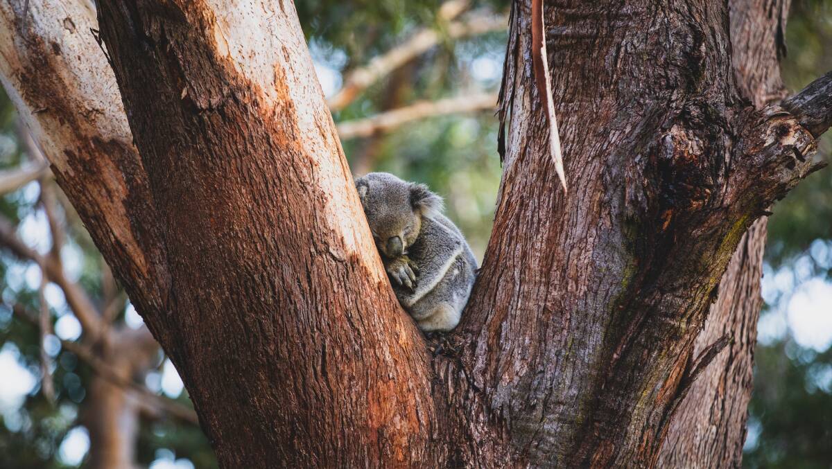 Koala Sanctuary at Port Stephens. Picture by Destination NSW Koala Sanctuary at Port Stephens. Picture by Destination NSW