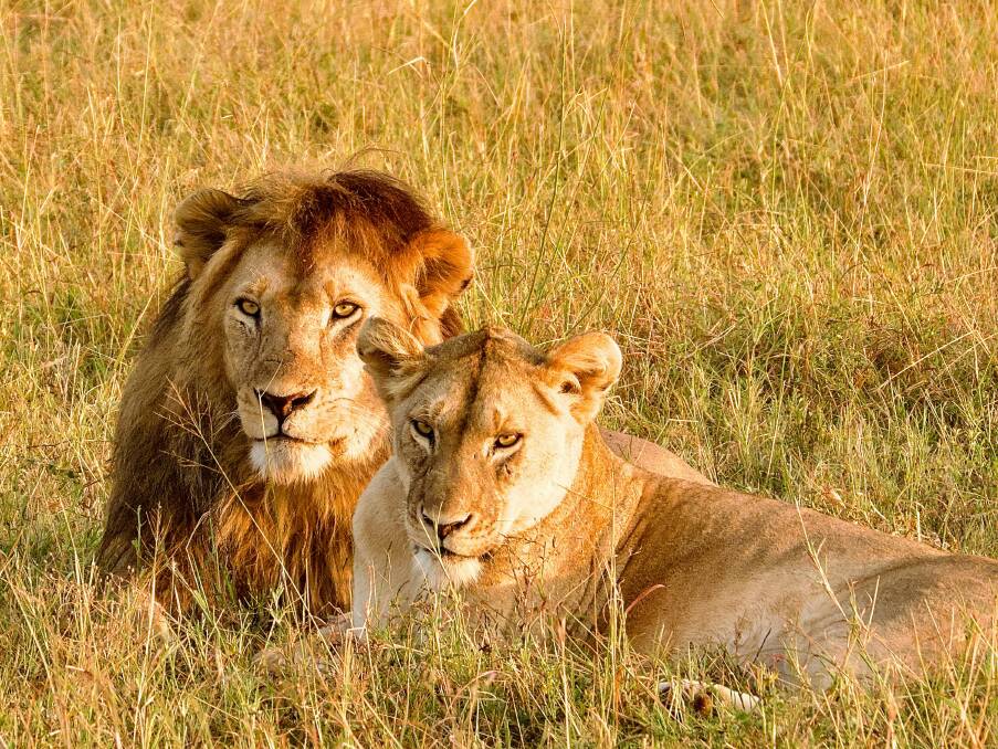 Serengeti sightseeing.