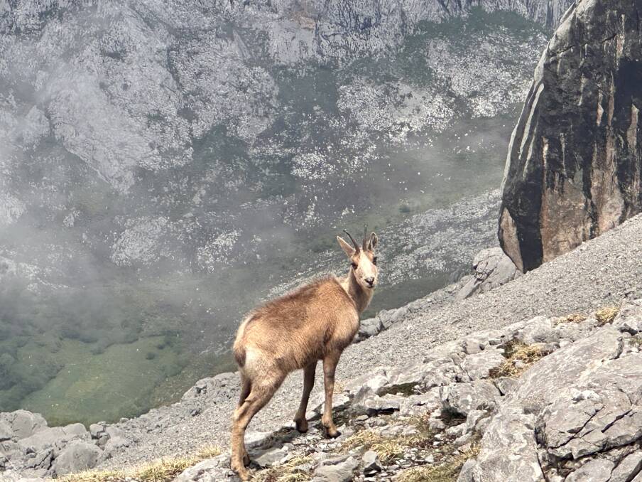 A chamois near the track. A chamois near the track.