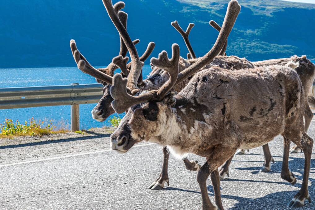 Reindeer on the road to North Cape. Picture by Shutterstock