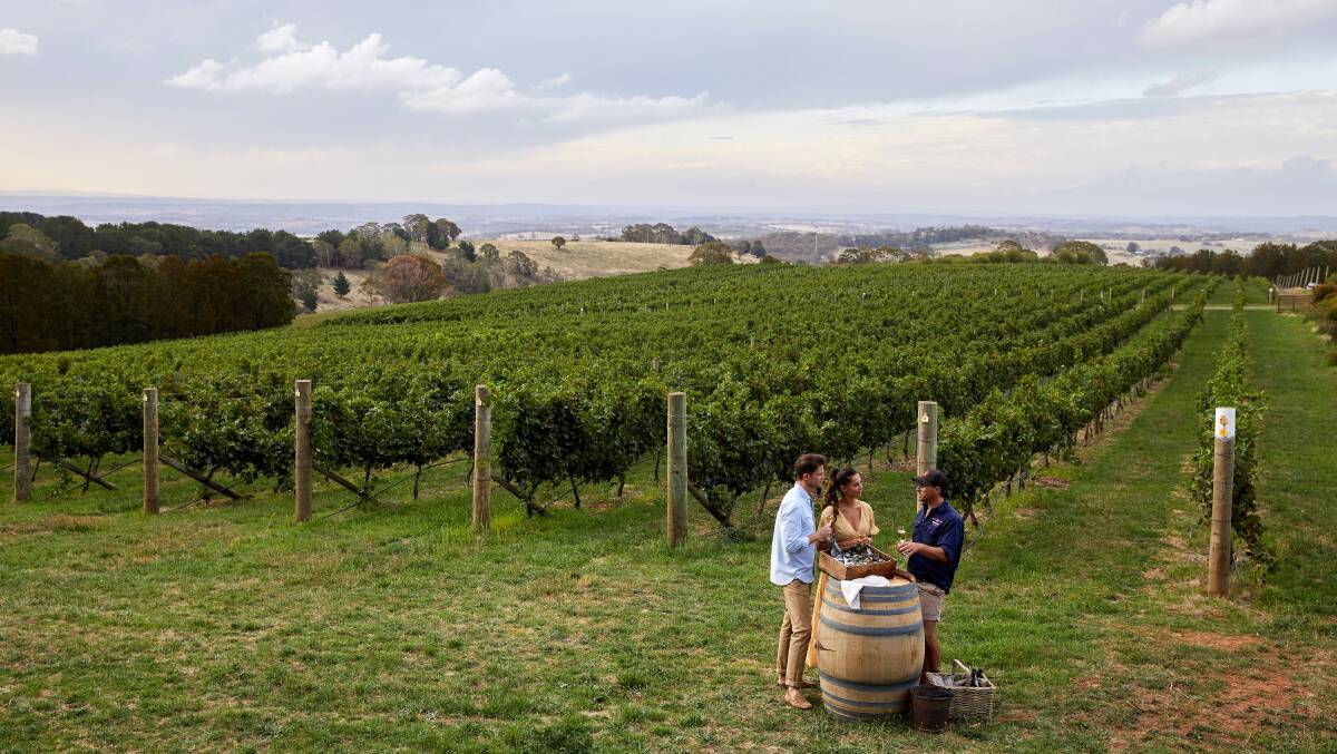 Printhie vineyards. Pictures by Destination NSW