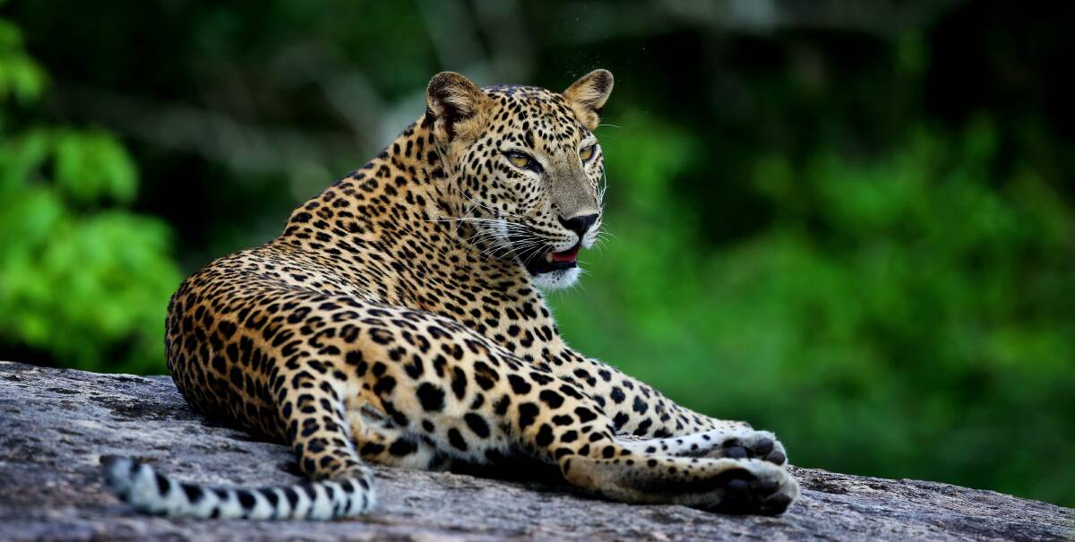 The Sri Lankan leopard. The Sri Lankan leopard.