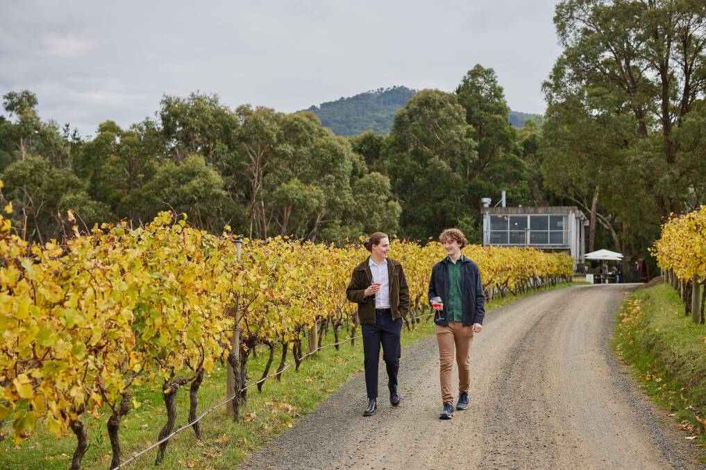 Mount Towrong vineyard. Mount Towrong vineyard.