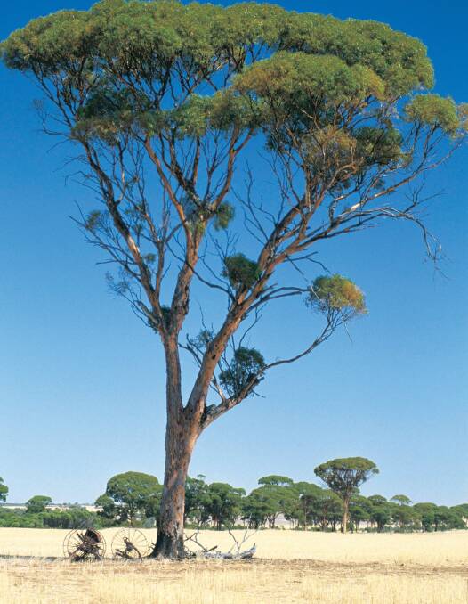 WA Wheatbelt. Picture: Tourism Western Australia