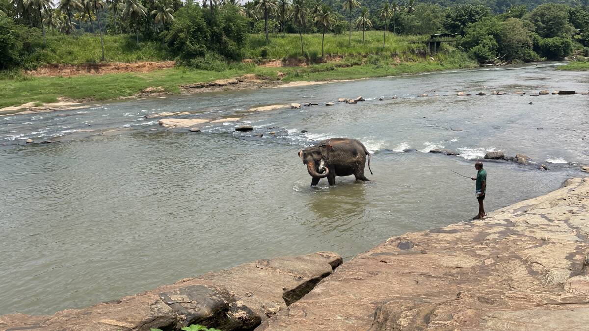 Pinnawala Elephant Orphanage. Picture: Picture: Alanna Tomazin Pinnawala Elephant Orphanage. Picture: Picture: Alanna Tomazin
